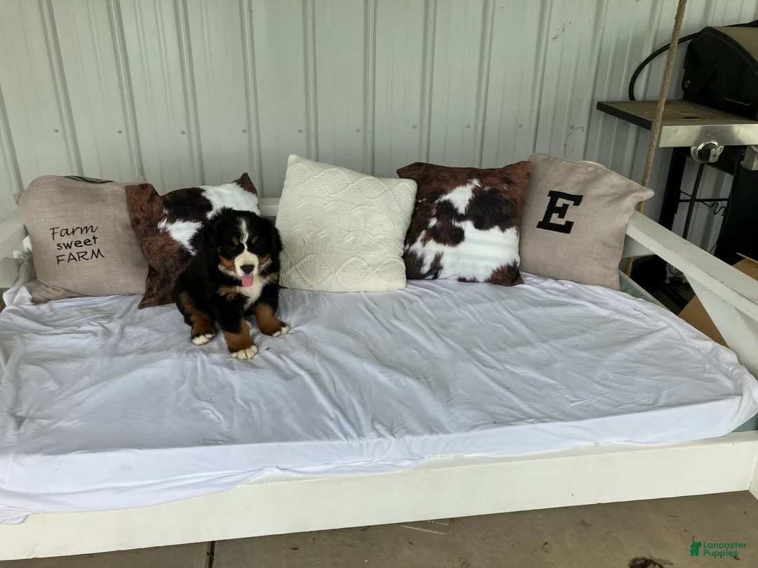 Bernese Mountain Dog dogs for sale: Green collar- Scruffy - Ad 2