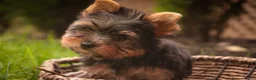 Yorkshire Terrier dogs for sale: Stephan Yorkshire Terrier  - Ad 11