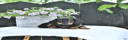 Dachshund dogs for sale: Callie - Ad 4