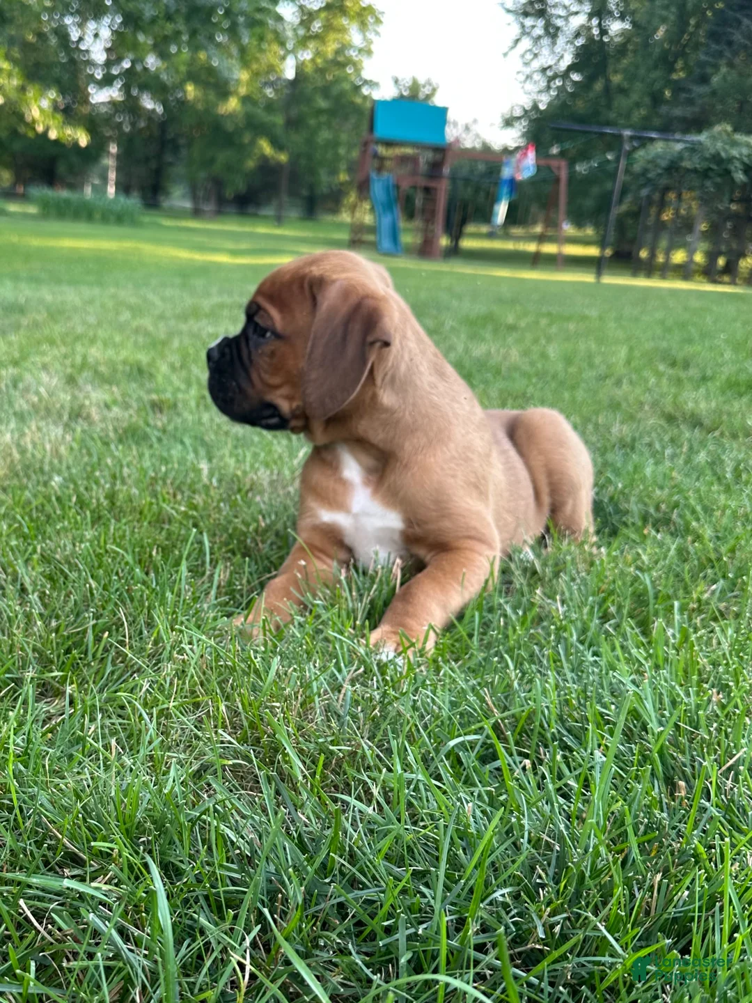 Boxer dogs for sale: Boxer 1 - Ad 2