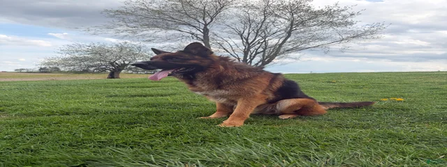 Simba
