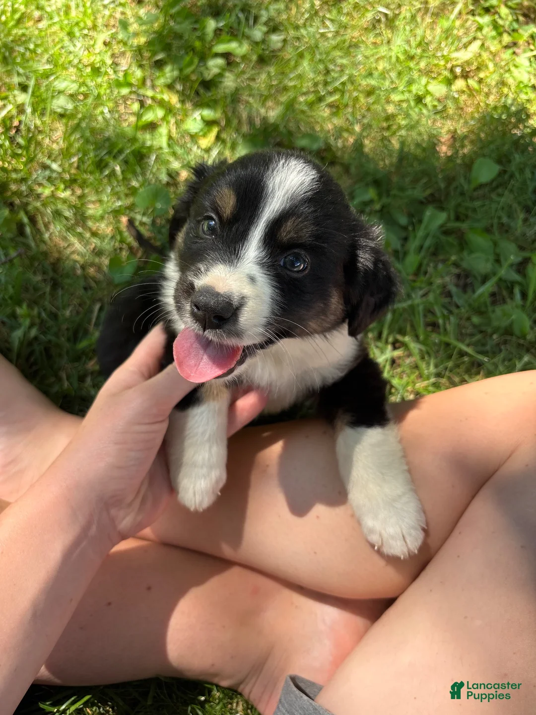 Australian Shepherd dogs for sale: Australian Shepherd 7 - Ad 2