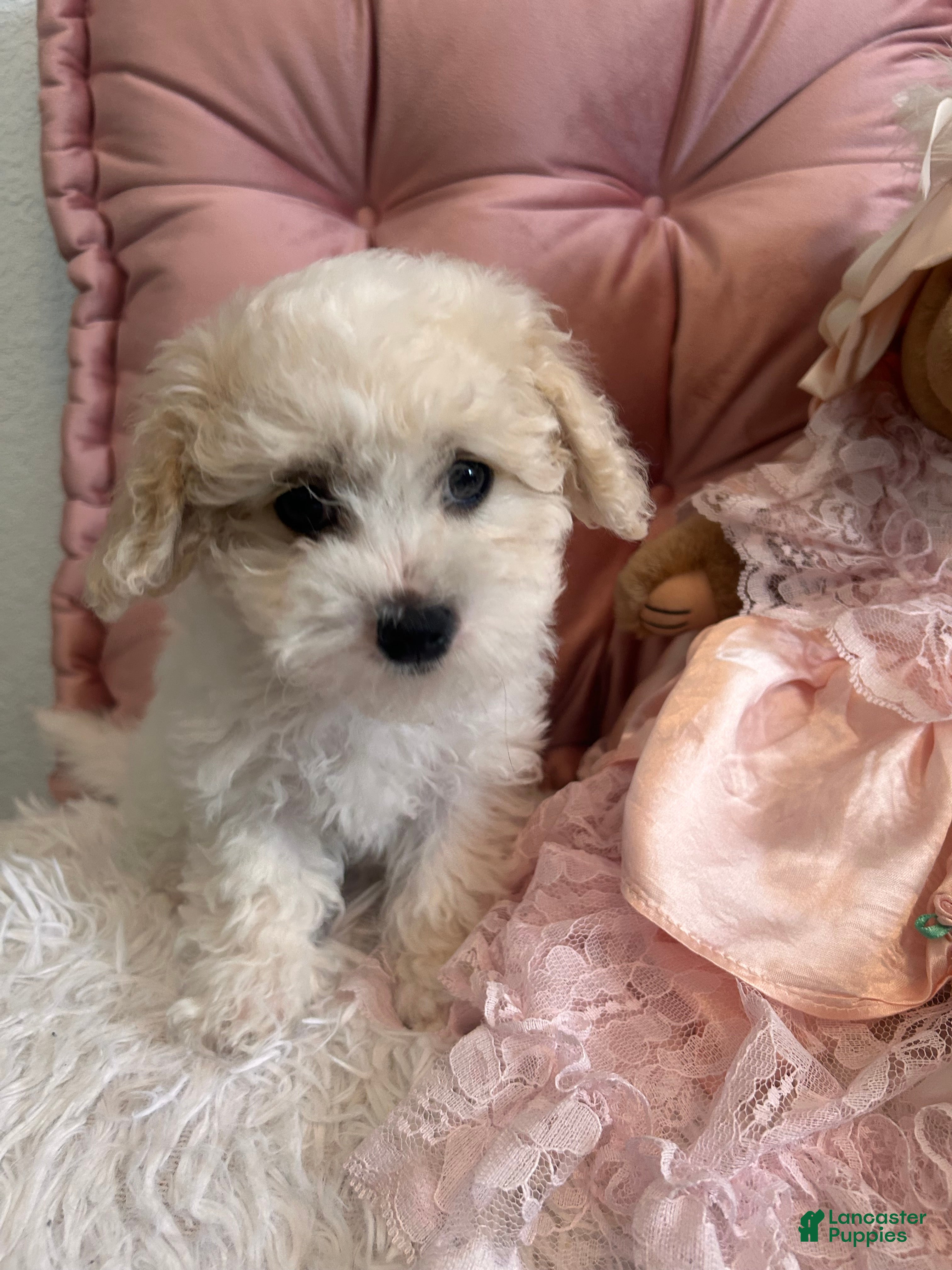Maltipoo dogs Maltipoo Puppy 4 - Ad 9
