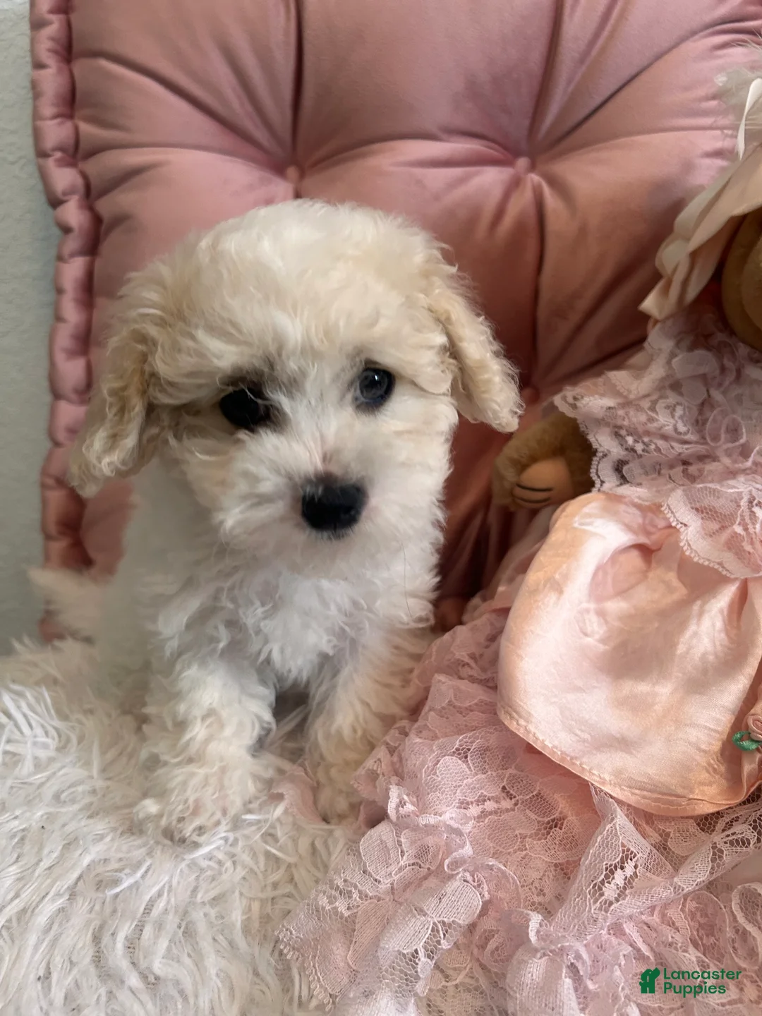 Maltipoo dogs for sale: Maltipoo Puppy 4 - Ad 1