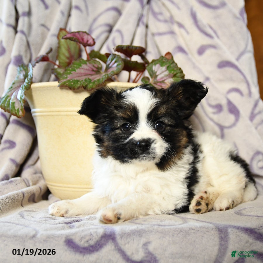 Papillon dogs Elmo - Ad 2