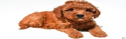 Mini Goldendoodle dogs for sale: Finley  - Ad 7