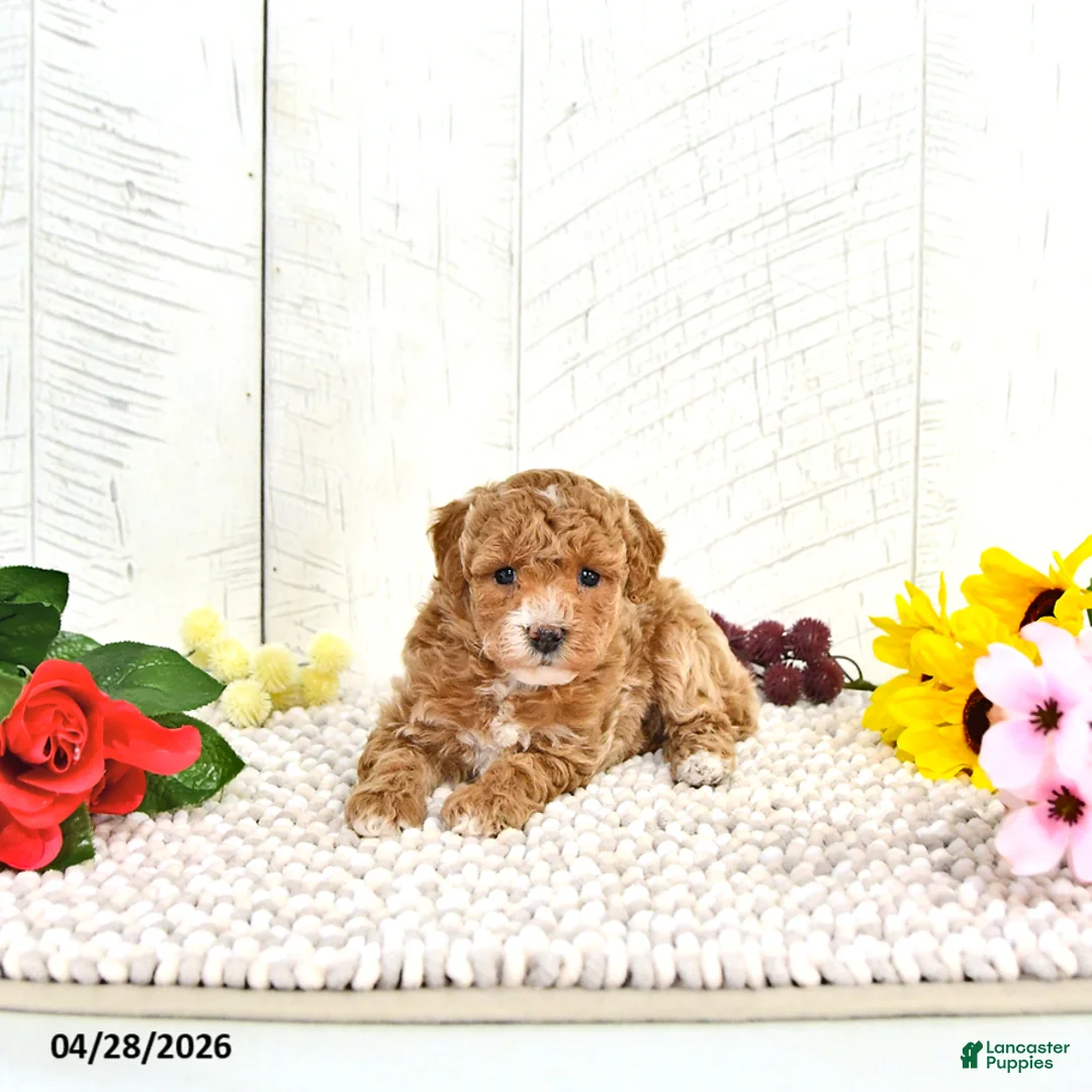Miniature Poodle dogs for sale: Rena - Ad 2