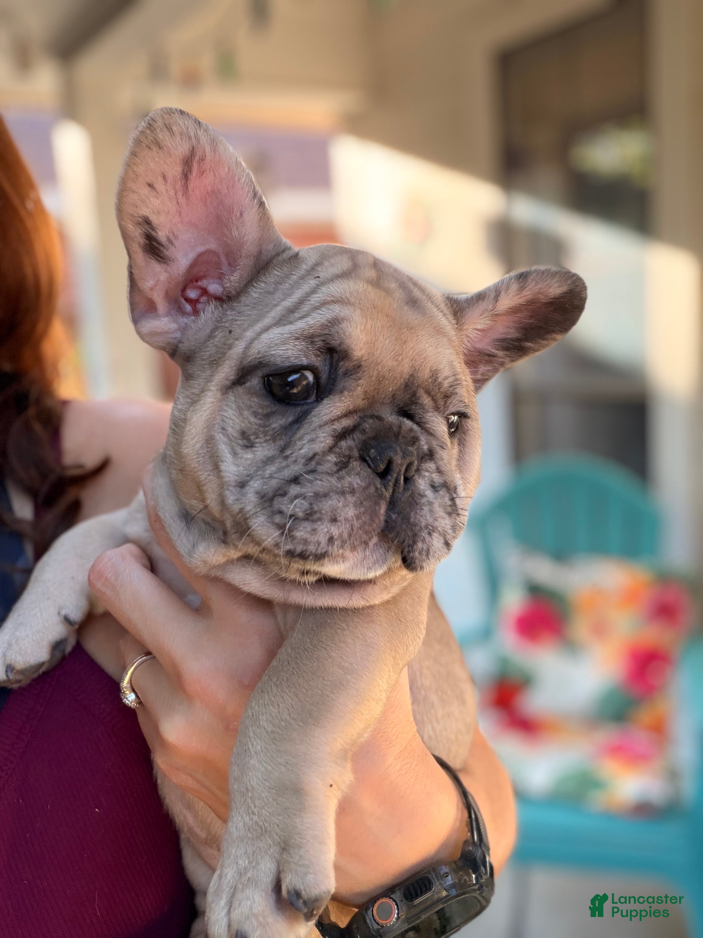 French Bulldog dogs for sale: Sophia - Ad 2