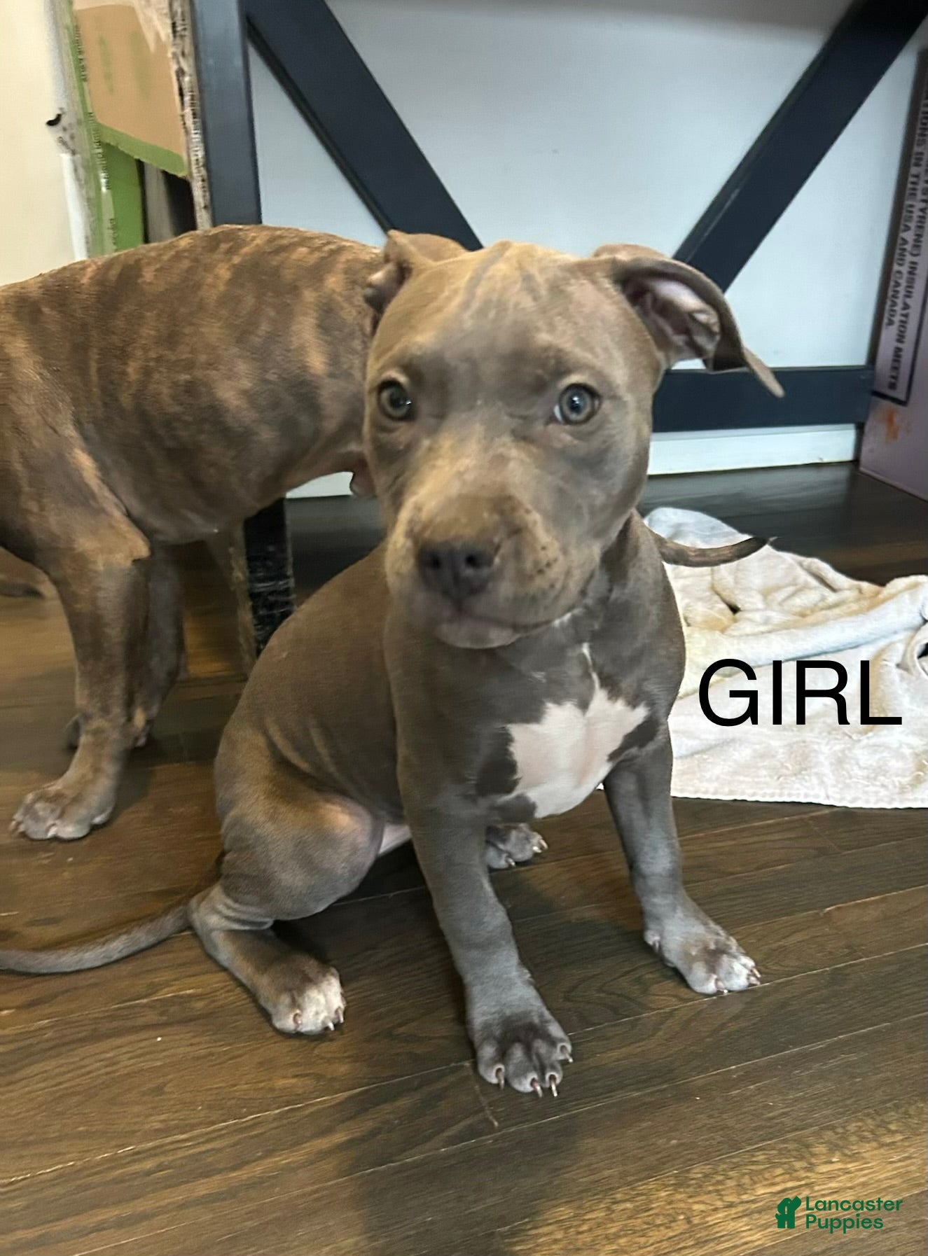 American Bully dogs American Bully Puppy 8 - Ad 40