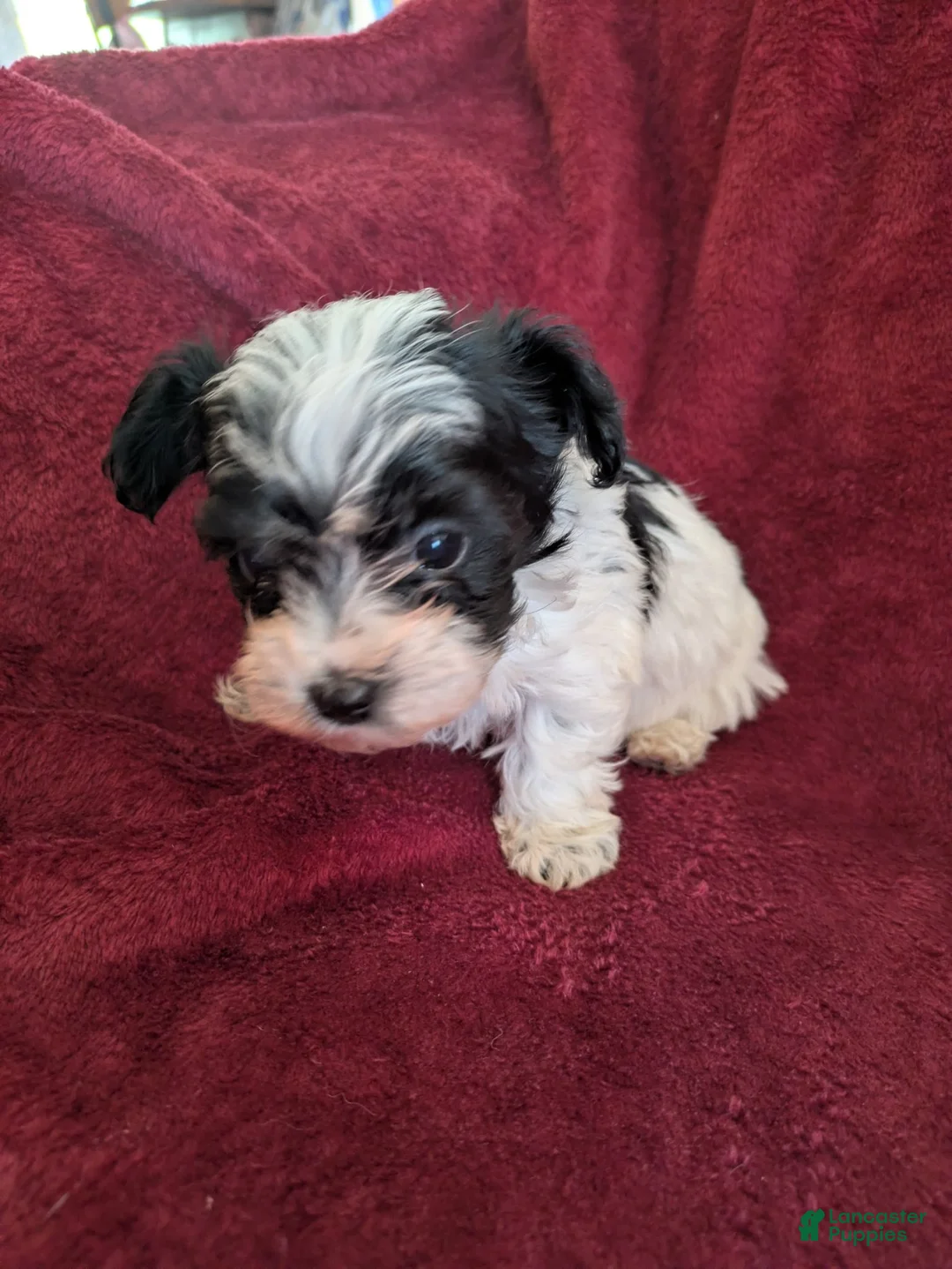 Biewer Terrier dogs for sale: Biewer/poodle  - Ad 1