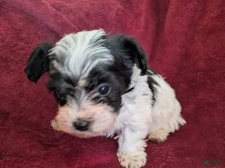 Biewer Terrier dogs Biewer/poodle - Ad 8