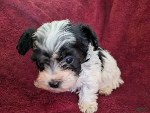 Biewer Terrier dogs for sale: Biewer/poodle - Ad 10