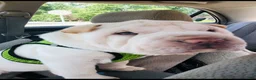 Shar Pei dogs for sale: Shar Pei Puppy 1 - Ad 10