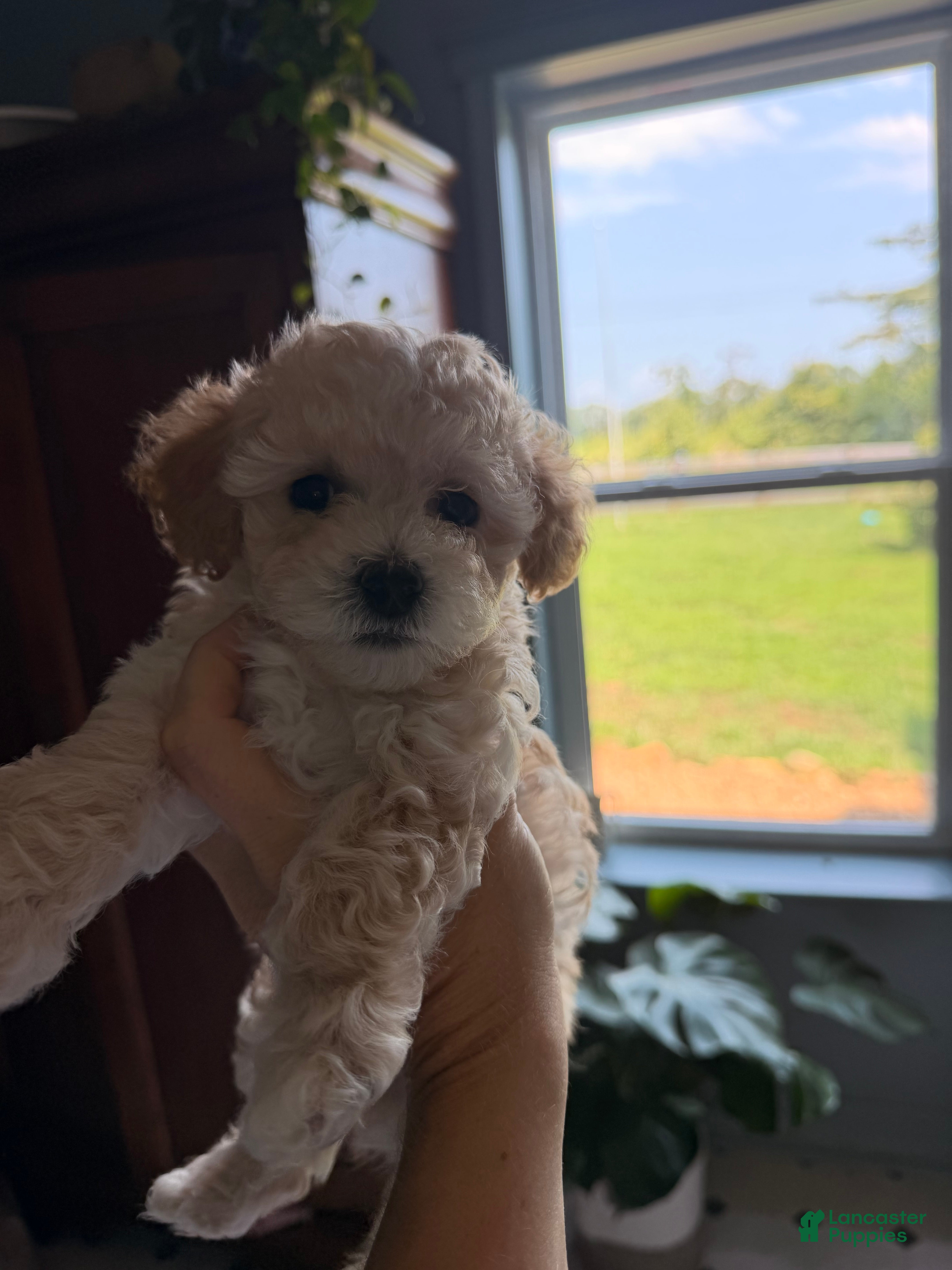 Maltipoo dogs Maltipoo 1 - Ad 1