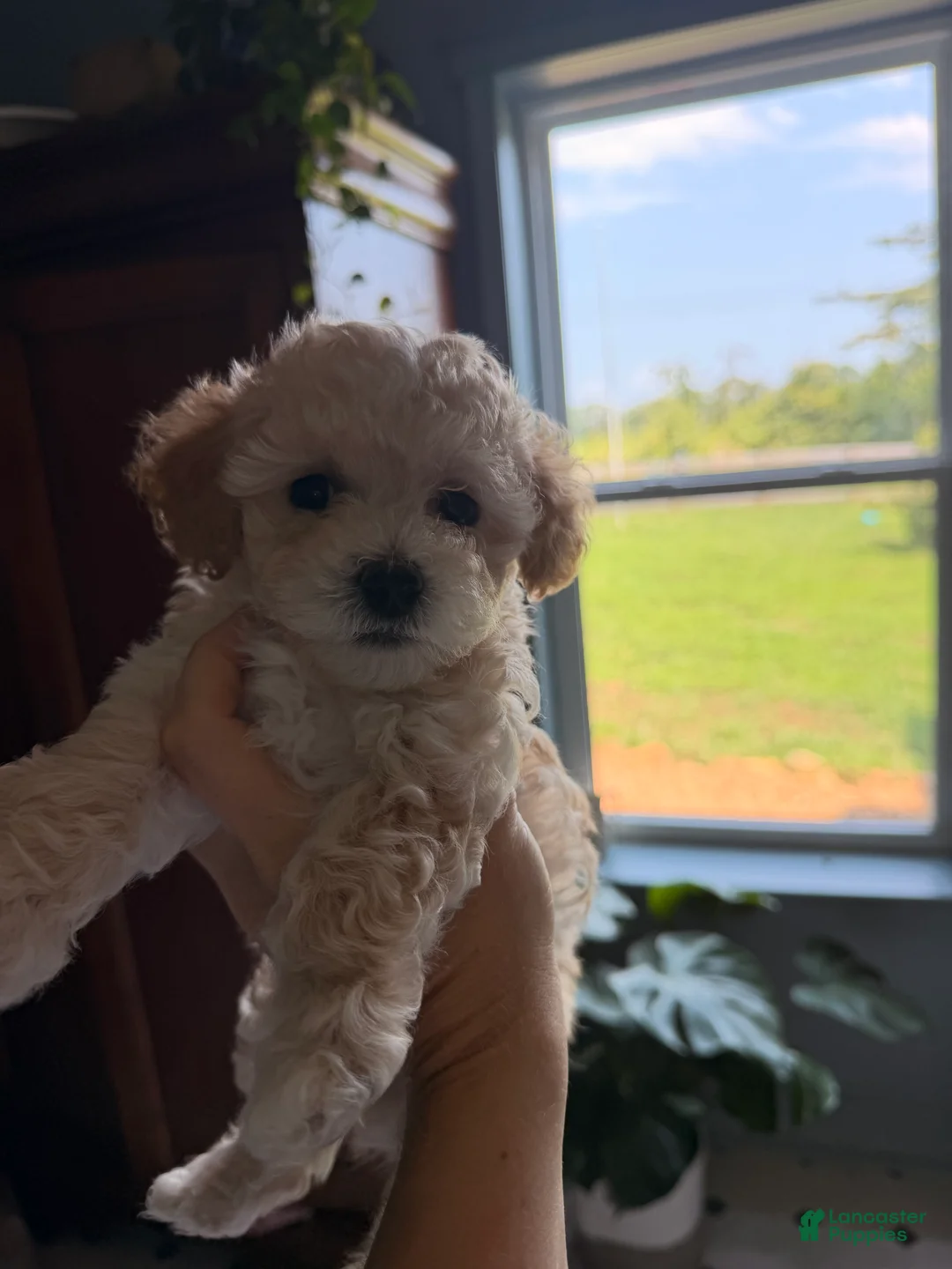 Maltipoo dogs for sale: Maltipoo 1 - Ad 1