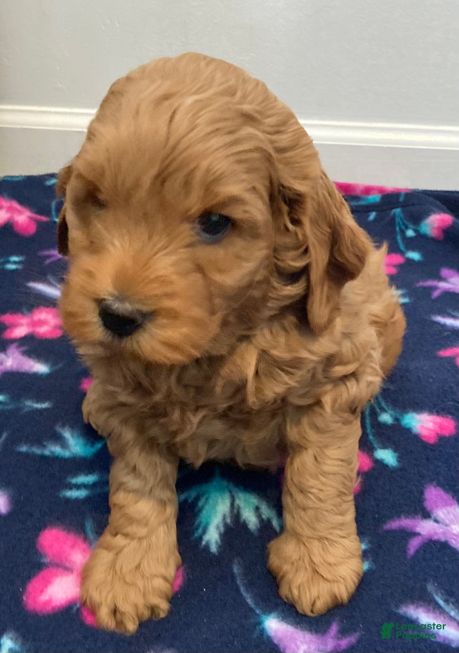 Labradoodle dogs Maverick - Ad 36
