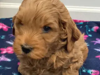 Labradoodle dogs Maverick - Ad 35