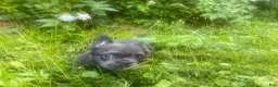 French Bulldog dogs for sale: Daphnia - Ad 2