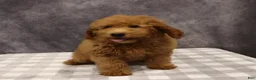 Mini Goldendoodle dogs for sale: Maeve - Ad 4