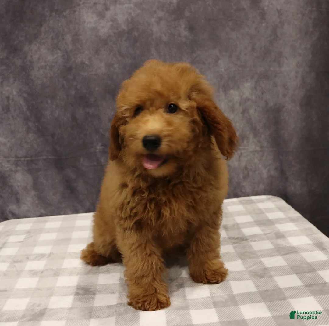 Mini Goldendoodle dogs for sale: Maeve - Ad 4