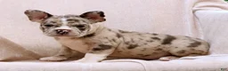 Frenchton dogs for sale: Rambo - Ad 7