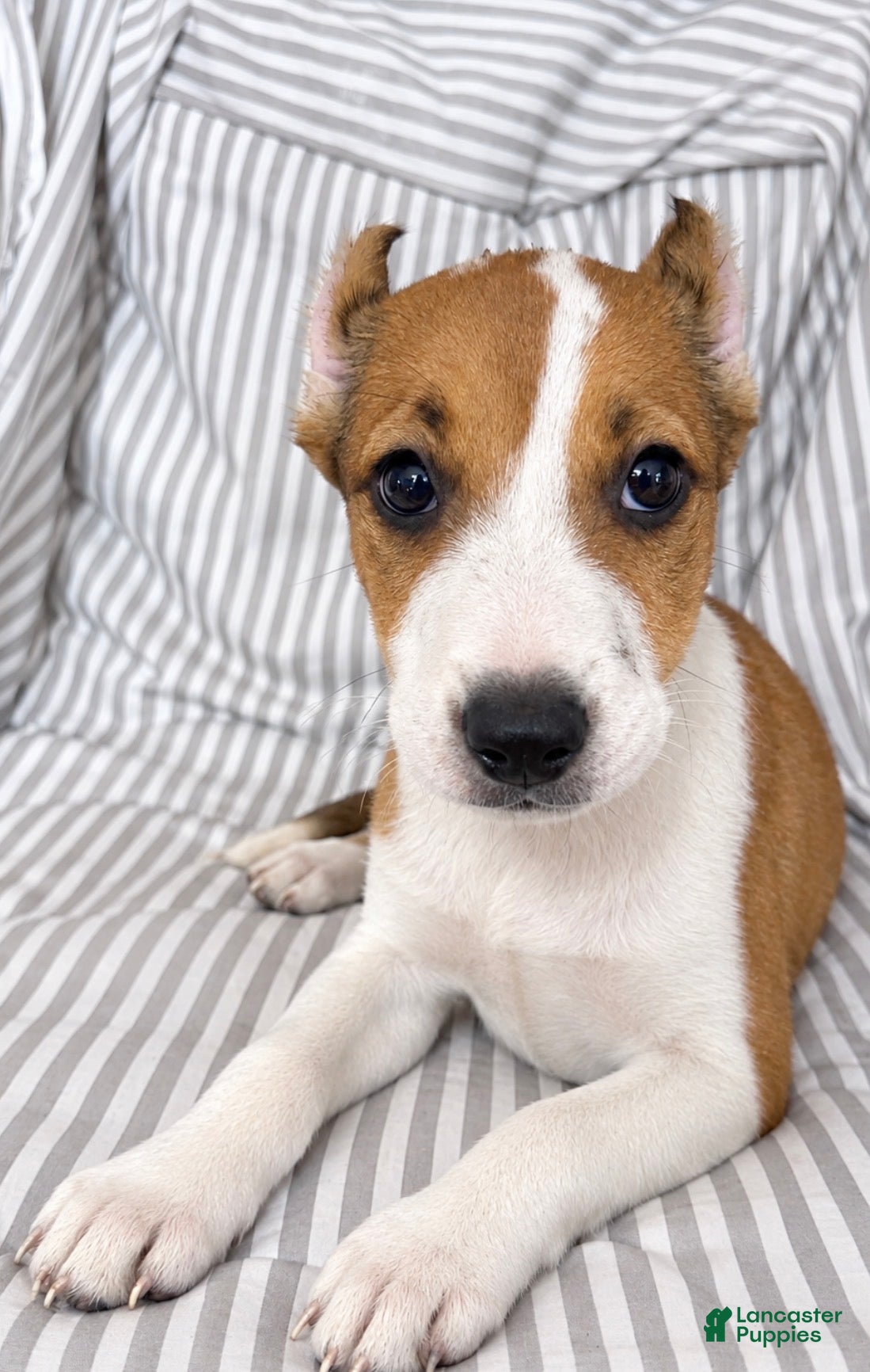 American Pit Bull Terrier dogs for sale: Rosie - Ad 1