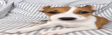 Rosie