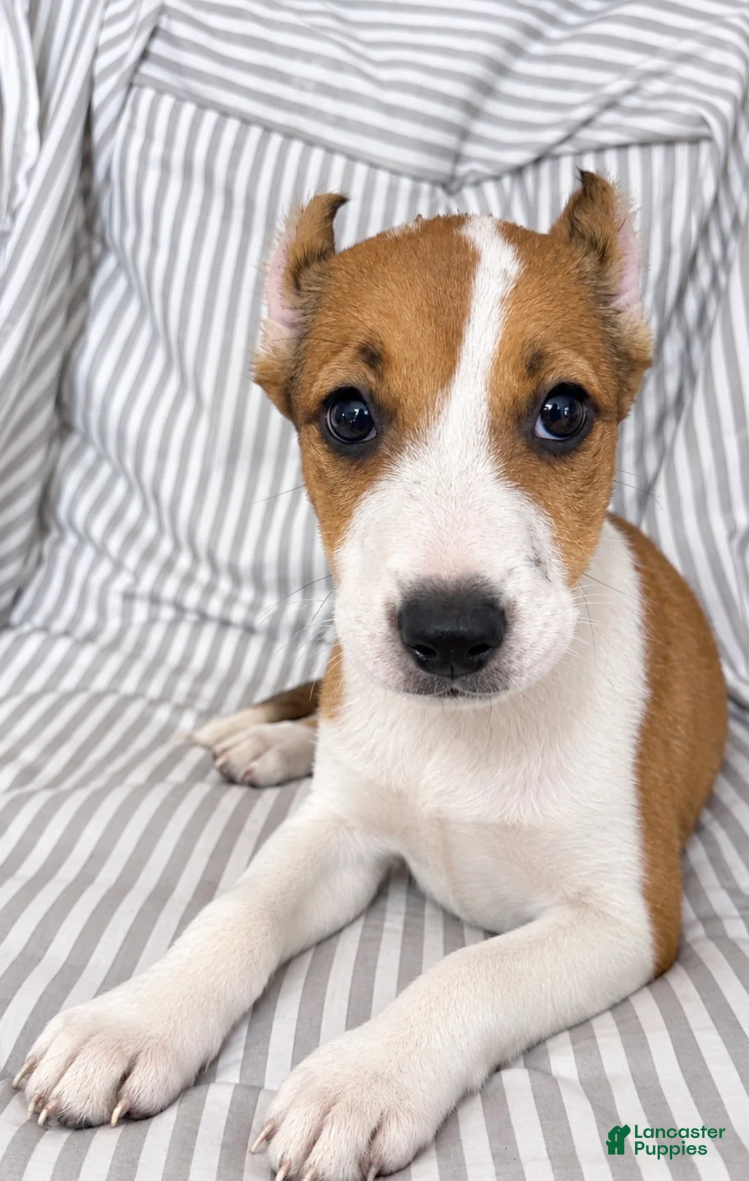American Pit Bull Terrier dogs for sale: Rosie - Ad 1
