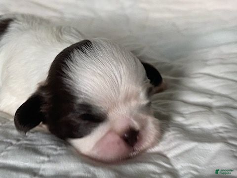Shih Tzu dogs Shih Tzu 1 - Ad 7