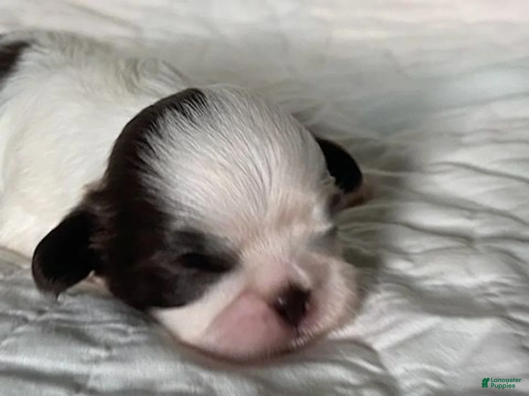 Shih Tzu dogs for sale: Shih Tzu 1 - Ad 1