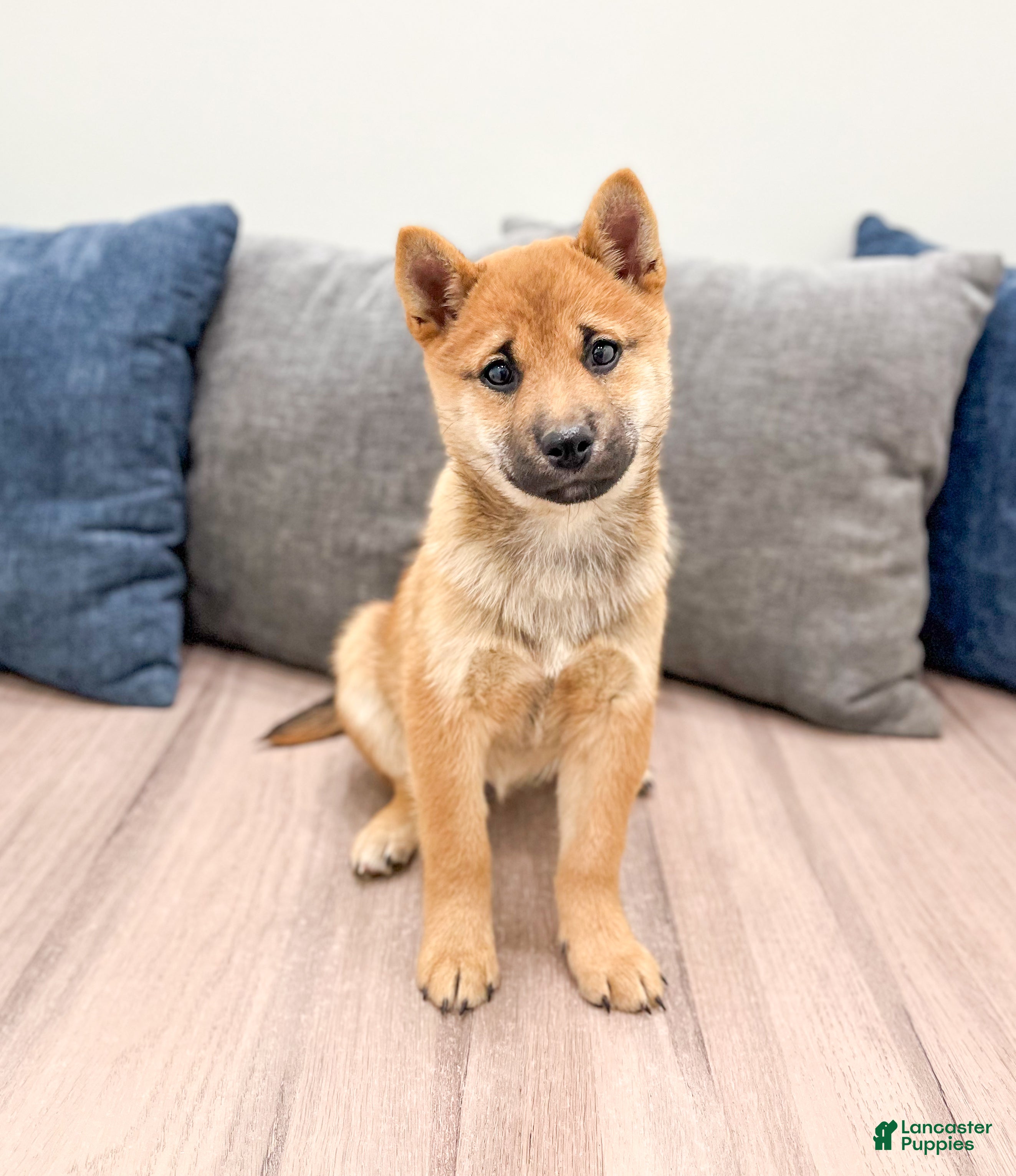 Shiba Inu dogs Lukas - Ad 16