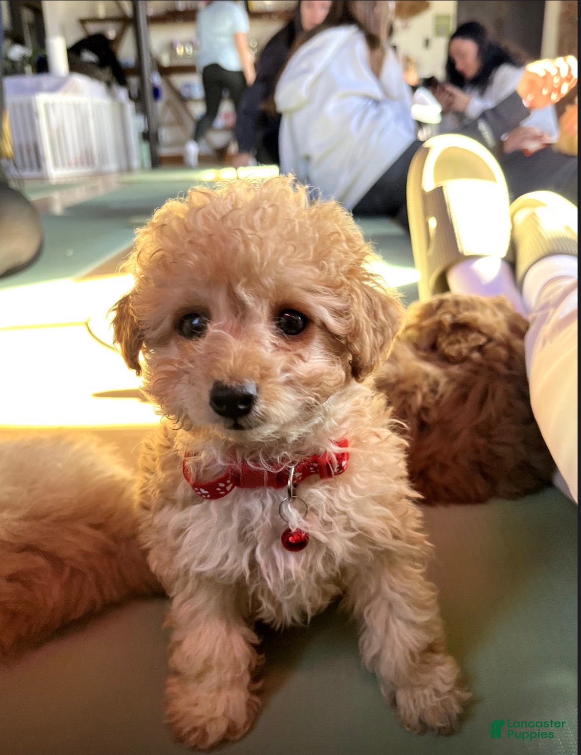 Cockapoo dogs 🐾✨ Bentley – The Mini Blonde City Gentleman ✨ - Ad 25