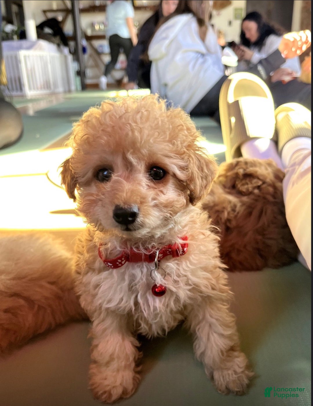 Cockapoo dogs for sale: 🐾✨ Bentley – The Mini Blonde City Gentleman ✨ - Ad 1