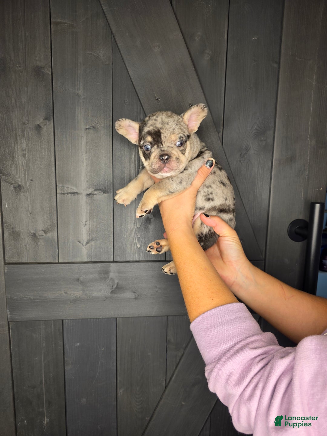 French Bulldog dogs for sale: French Bulldog Puppy 4 - Ad 7