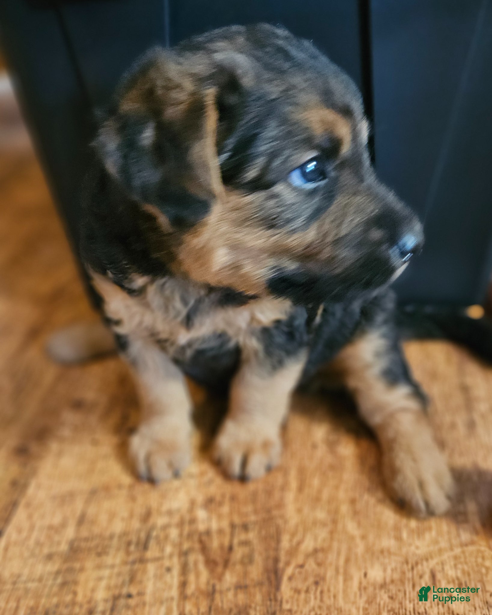 Mixed Breed dogs for sale: Axe - Ad 1