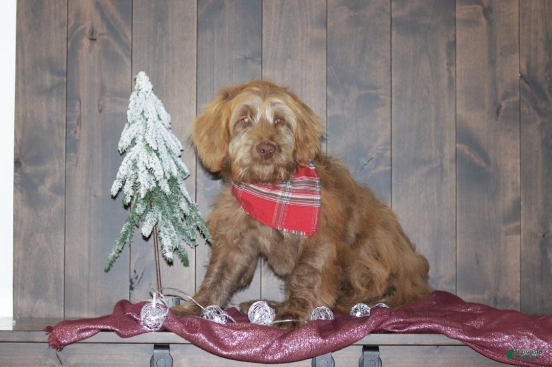 Mini Goldendoodle dogs for sale: Mini Goldendoodle Puppy 1 - Ad 3