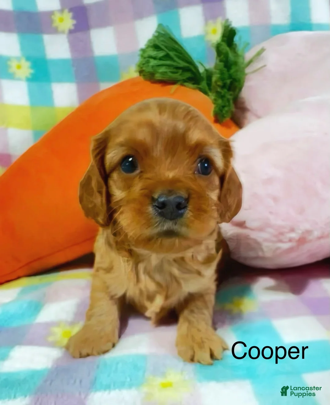 Cavapoo dogs for sale: Cavapoo Puppy 1 - Ad 2