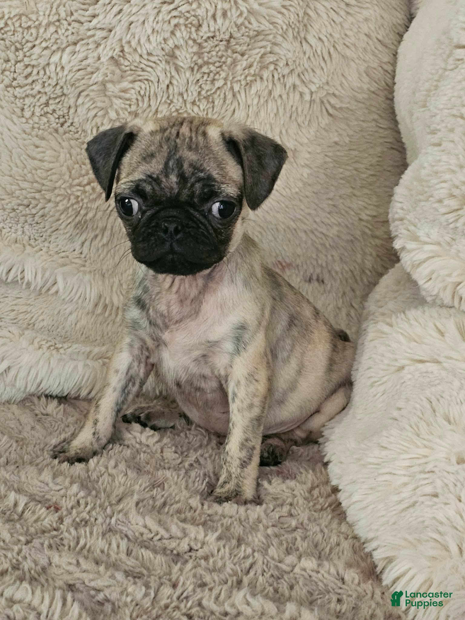 Pug dogs Leo - Ad 2