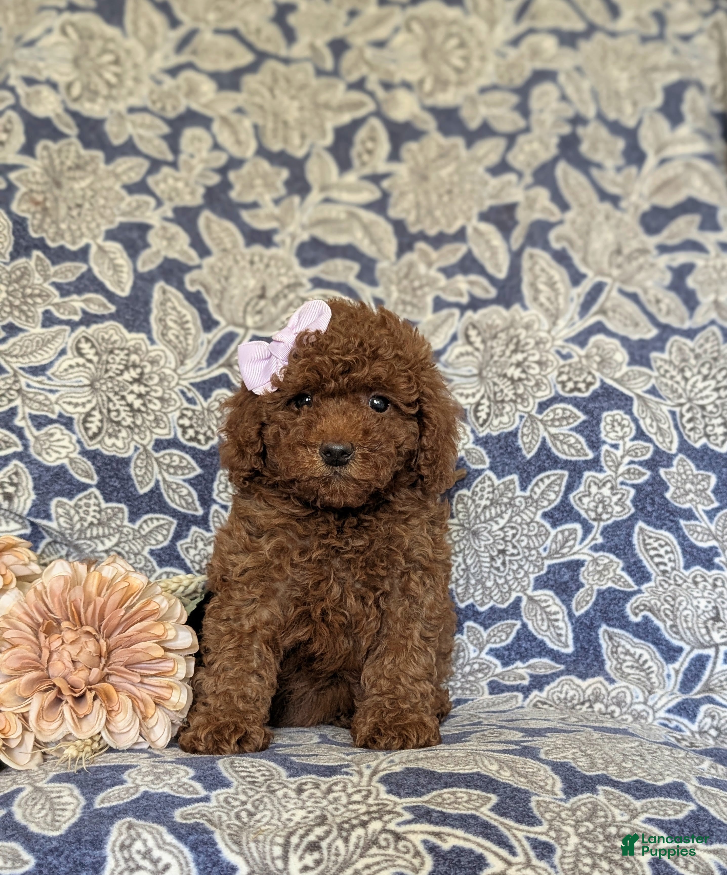Miniature Poodle dogs Taite - Ad 2
