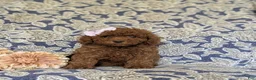 Miniature Poodle dogs for sale: Taite - Ad 2