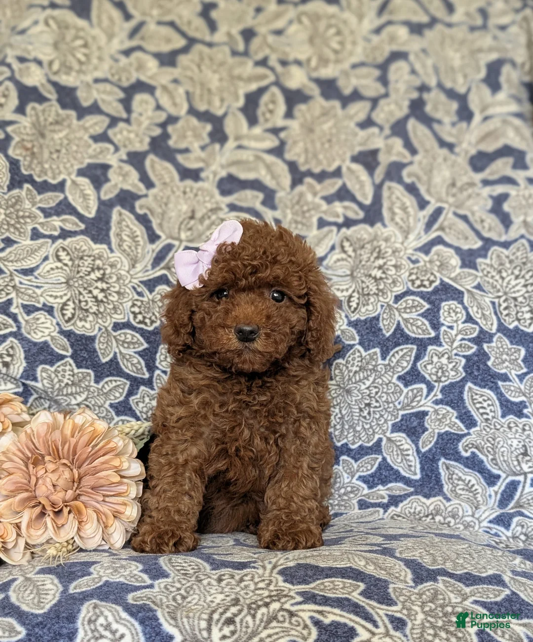 Miniature Poodle dogs for sale: Taite - Ad 2