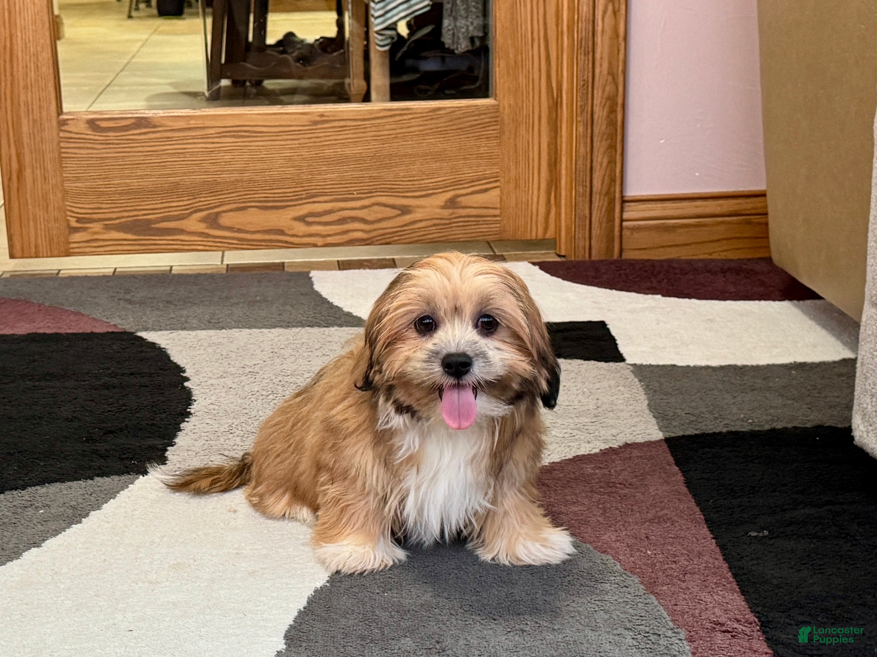 Lhasa Apso dogs Janie - Ad 14