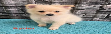 Pomapoo 1