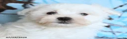 Maltese dogs for sale: Polar - Ad 5