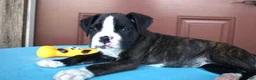 Boxer dogs for sale: Travis -  Champ line - Ad 1