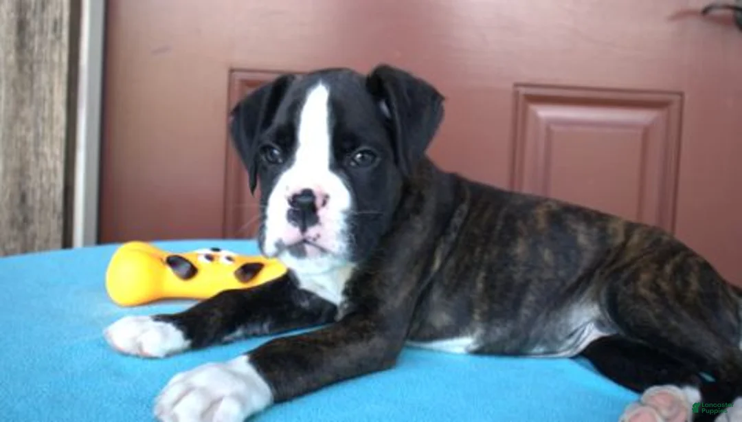 Boxer dogs for sale: Travis -  Champ line - Ad 1