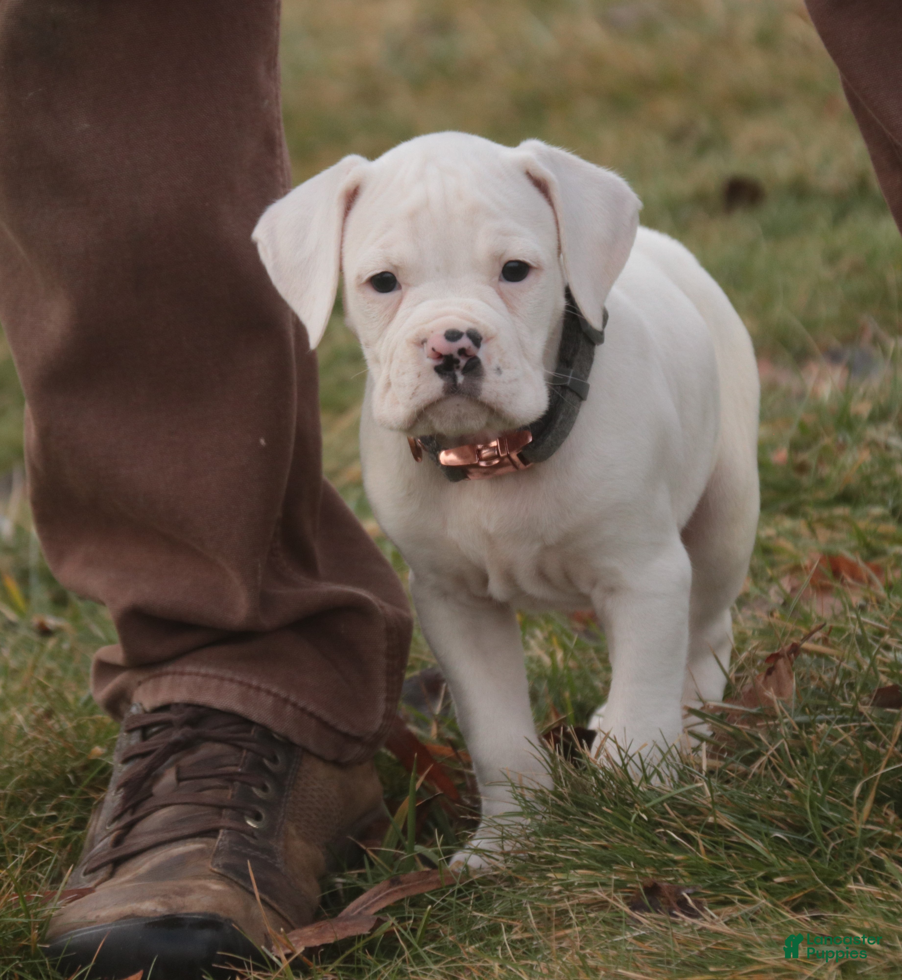 Boxer dogs Henry - Ad 2