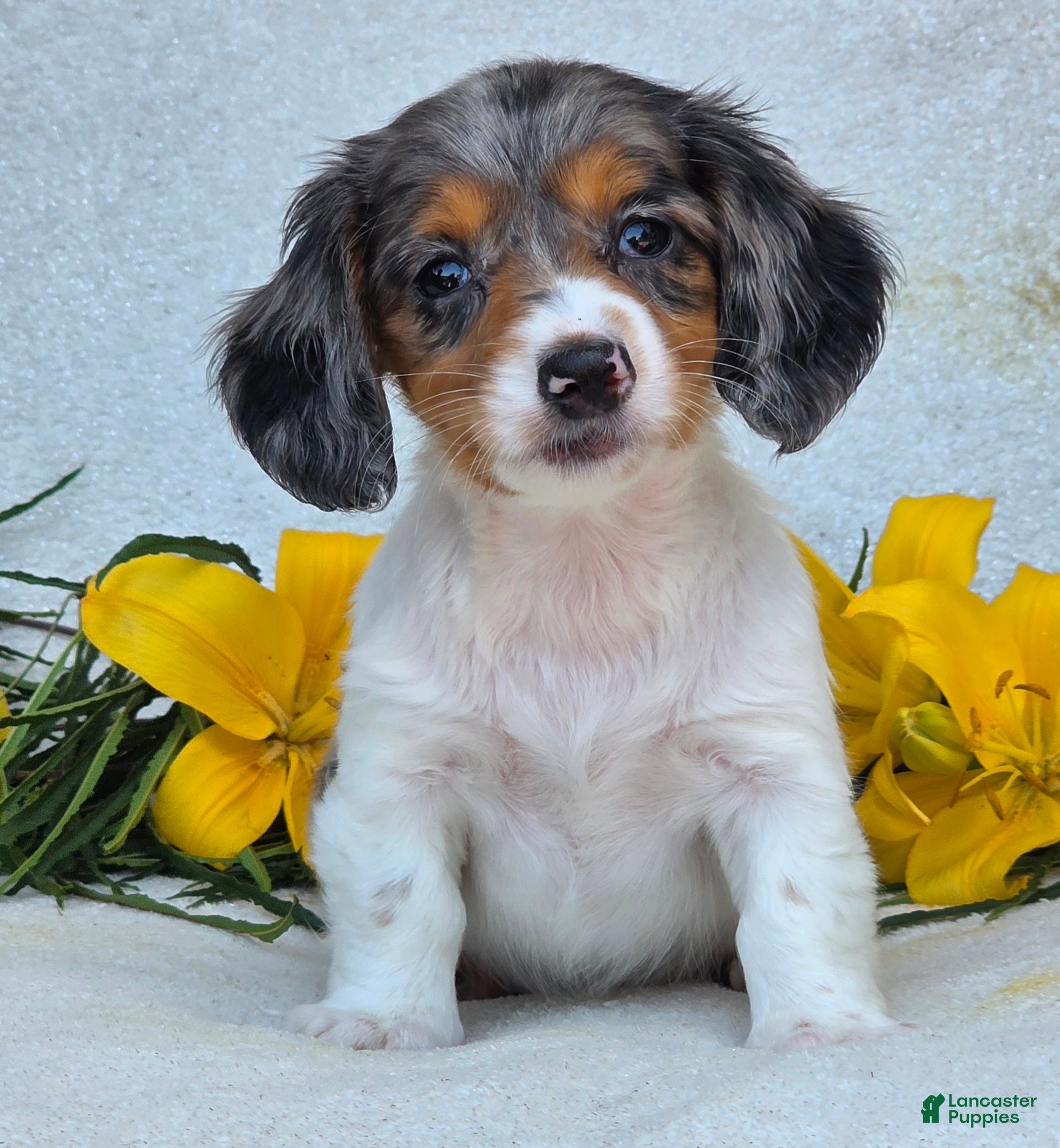Miniature Dachshund dogs Macie - Ad 1