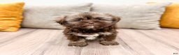 Shih Tzu dogs for sale: Ryder - Ad 6