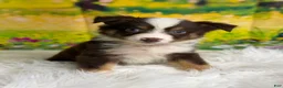Australian Shepherd dogs for sale: Australian Shepherd Bogo - Ad 4
